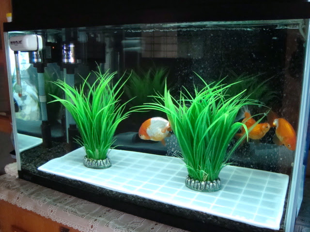金魚飼育の真髄 金魚飼育完全マニュアル 金魚 伝心伝承 産卵期の お役立ちグッズ