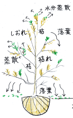 枯れる植木と育つ植木の違いを判り易く解説します