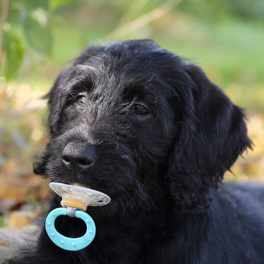 子犬の甘噛みはいつまで続く 噛む理由としつけ方法を知っておこう