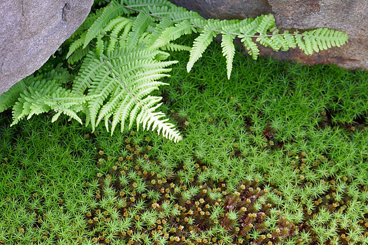 苔とシダ