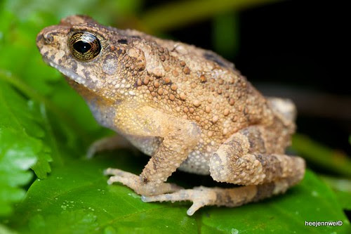 Snoot_Diffuser_18_heejennwei_Night_Macro