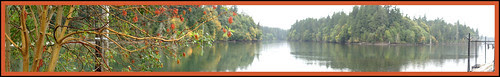 Woodard Bay Madrona