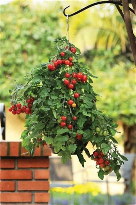 If you buy from a link, we may earn a. Best Plants For Hanging Baskets | Balcony Garden Web