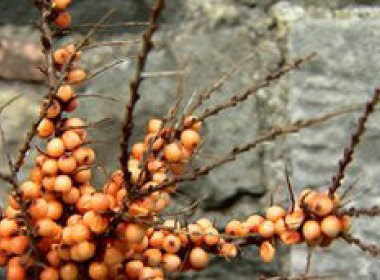 Cientistas pesquisam 'superfruta'