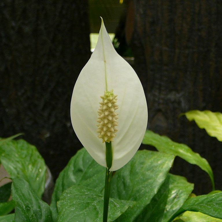 埼玉県さいたま市 白い花 草花 6月撮影 無料写真素材 あみラボ
