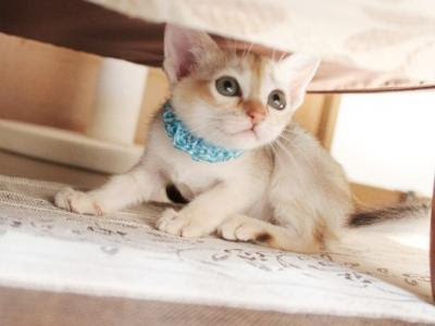 ホントにかわいい 8 23シンガっ子 シンガプーラ 猫の庭 子猫ブログ