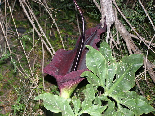 arapis drakontia hania chania