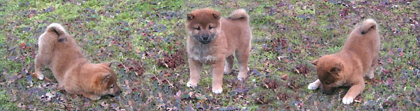 Long Island City Ny Shiba Inu Meet Yupa A Pet For Adoption