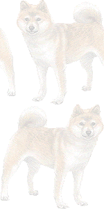 スマホ用ページ 柴犬 豆柴 しばいぬ まめしば の壁紙 条件付フリー素材集