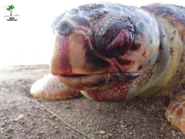 L impact de la pollution sur les animaux en 37 photos L impact de la pollution sur les animaux en 37 photos