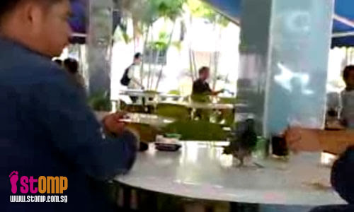 Crazy pigeon is not afraid of people and steals food from their plates