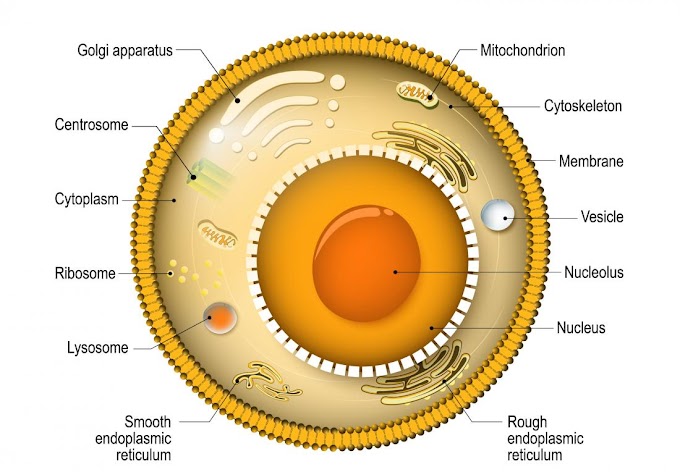 Animal Cell Basic Cell Parts - Animal Cell Parts Biology Wise : The cell, being the basic structural, functional, and biological unit of all living organisms;
