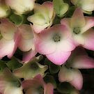 Hydrangea by Sue Clamp