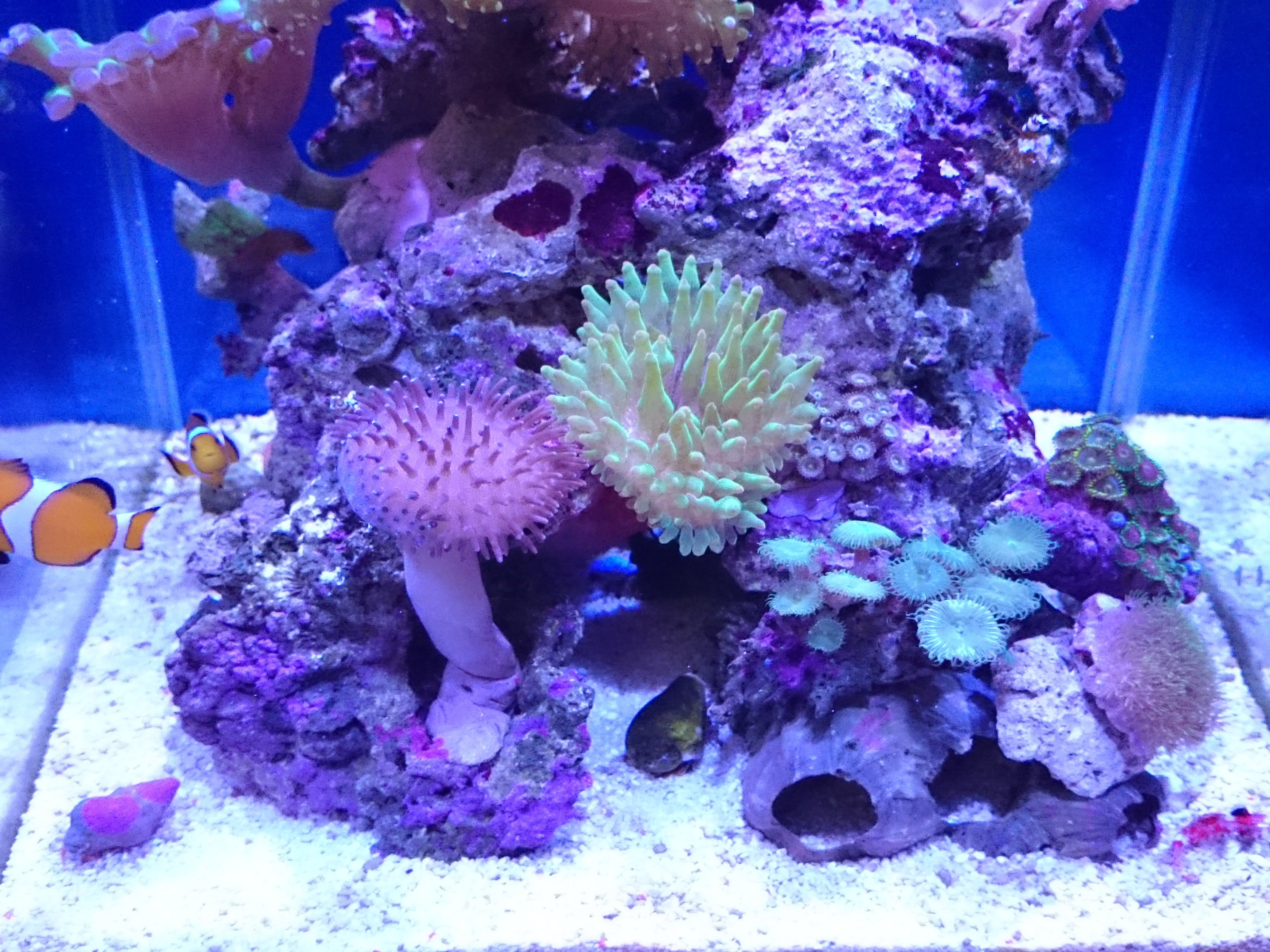 サンゴイソギンチャクと各サンゴの接触相性 毒性優劣 30cm水槽の海水魚飼育