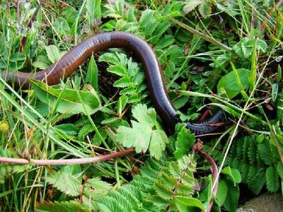 杭州久晟生物科技有限公司 椿油粕ペレット