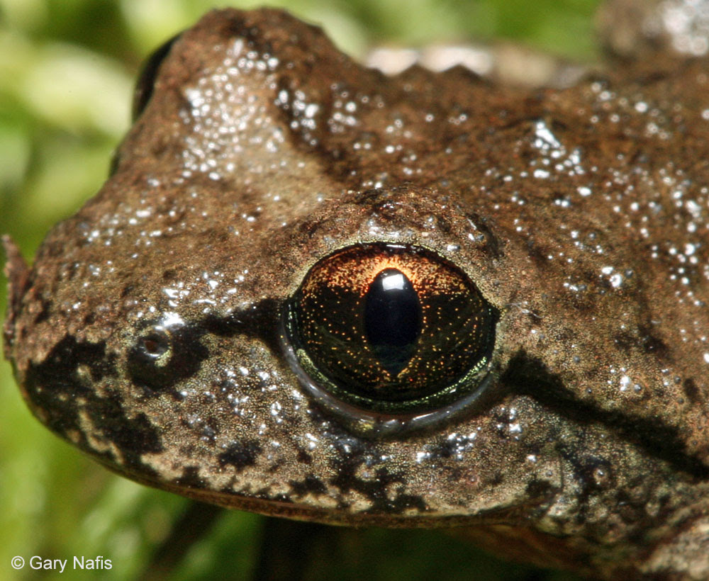 Wild Fact 214 – Long Live the Tail – Tailed Frog