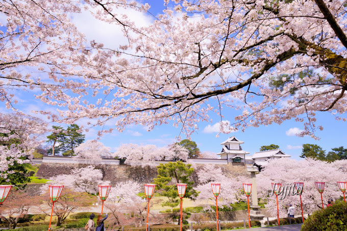 兼六園の桜は見頃時期に無料 金沢城公園もライトアップ同時開催 石川県 トラベルjp 旅行ガイド