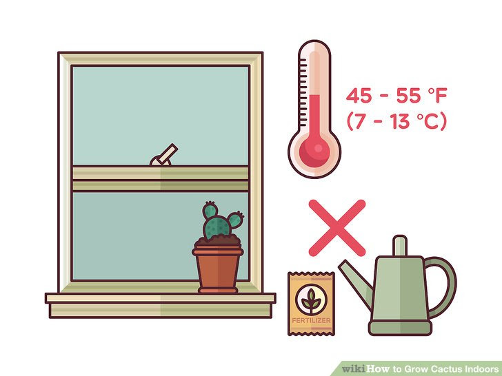 Grow Cactus Indoors Step 14.jpg