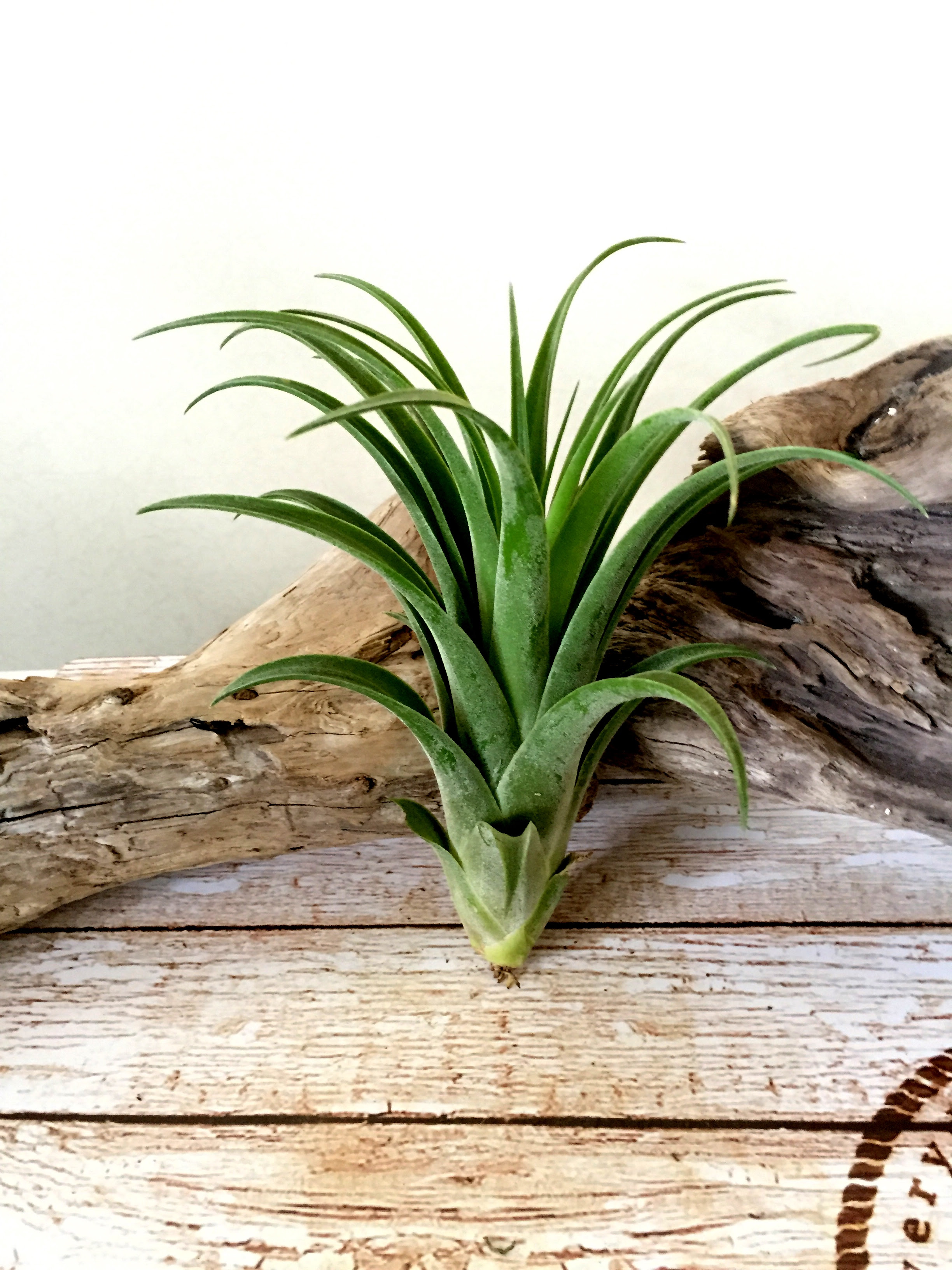 チランジア ハリシー アキロスタキス Tillandsia Harrisii Achyrostachys 育て方 図鑑 Frontier Plants フロンティアプランツ