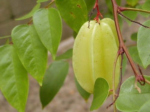 スターフルーツ Averrhoa Carambola
