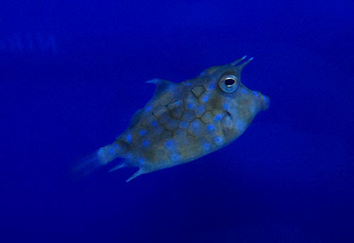 シマウミスズメ 海水魚 サンゴ 熱帯魚 テラリウム 飼育