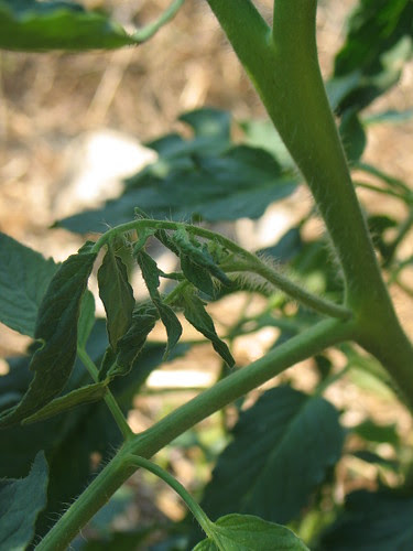tomato suckers