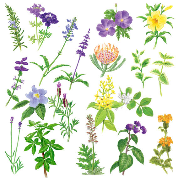 リアルイラスト 青 黄色の花達