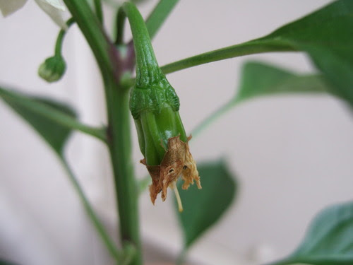 ベランダ菜園 これって ししとうの実なの