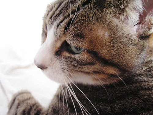 世の中 猫ブーム 可愛い猫の無料画像配布サイトまとめ