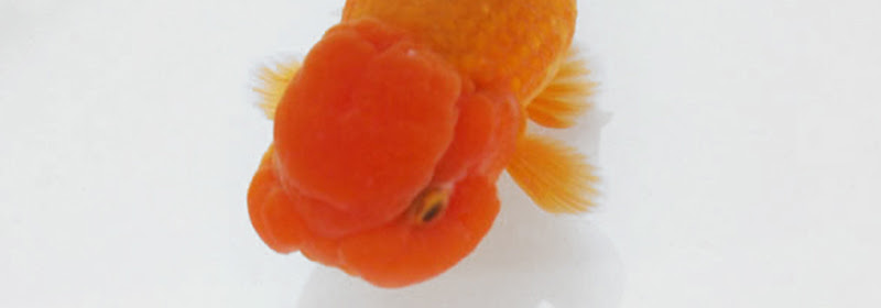 松かさ病 きんととの夢 宇野系らんちゅう