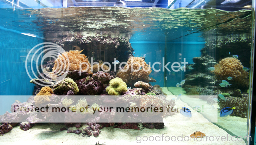 Marine Tank