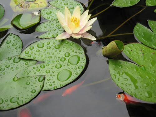 Pond