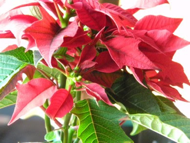 2年目のポインセチアの赤い葉 Cottontulip My Favorite Since 05 06 16