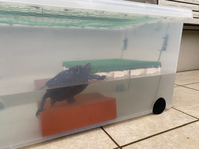 亀の浮島を自作 ダイソーのワンコイン価格で作る方法 21年版 まゆみん解説 亀の飼育 大辞典道場 マニアーナ まにあ道 趣味と遊びを極めるサイト