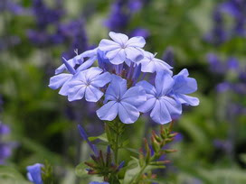 ルリマツリの花言葉 ルリマツリの花言葉と名前の由来