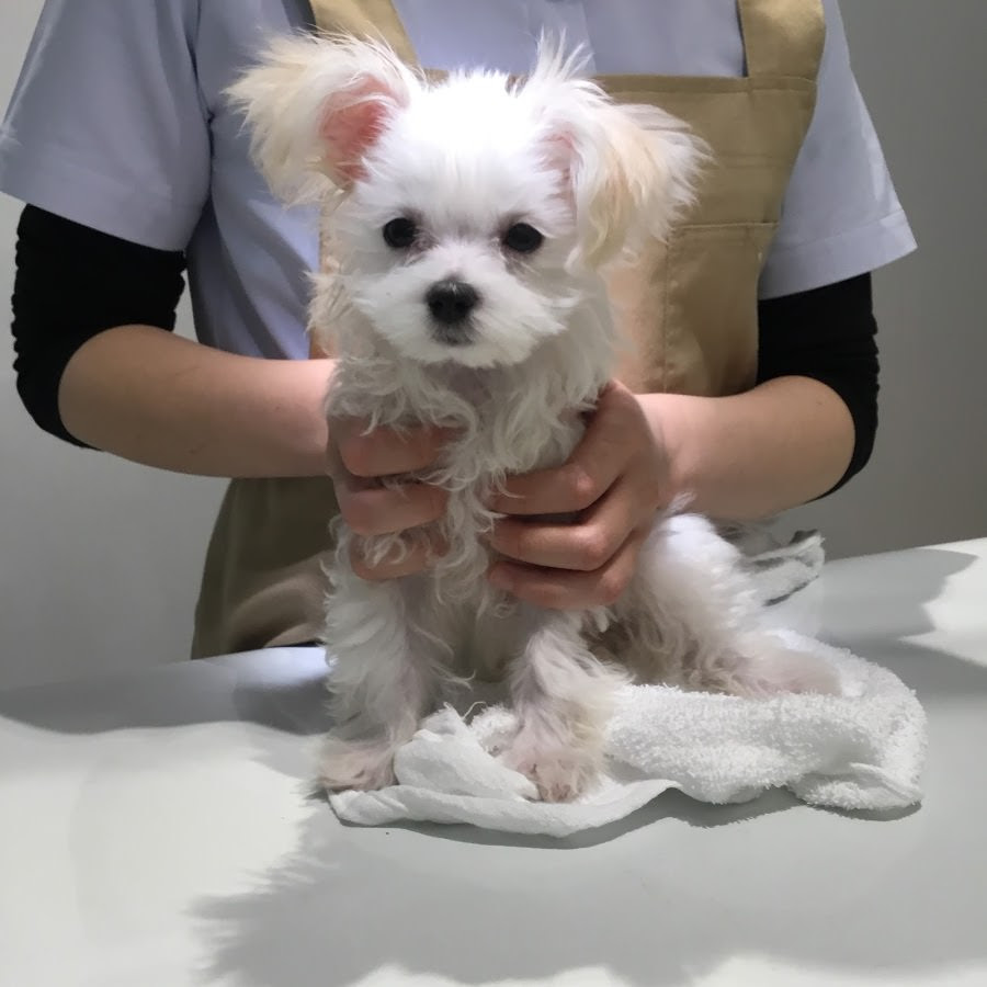 耳が痒い子犬のアルちゃん ブログ お知らせ 福岡県須恵町の動物病院 リヴ動物病院 犬猫専門