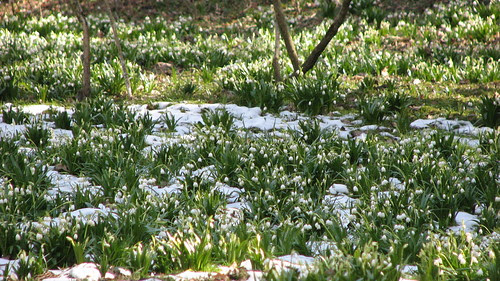 spring flowers photos