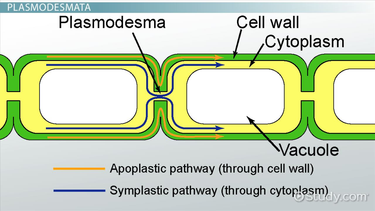 Types of Cell Junctions - Video & Lesson Transcript ...