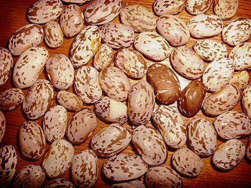 Pinto Beans