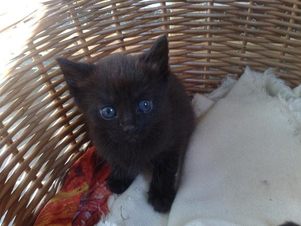 Ich suche Name für einen Kater. (namen, Katzen)