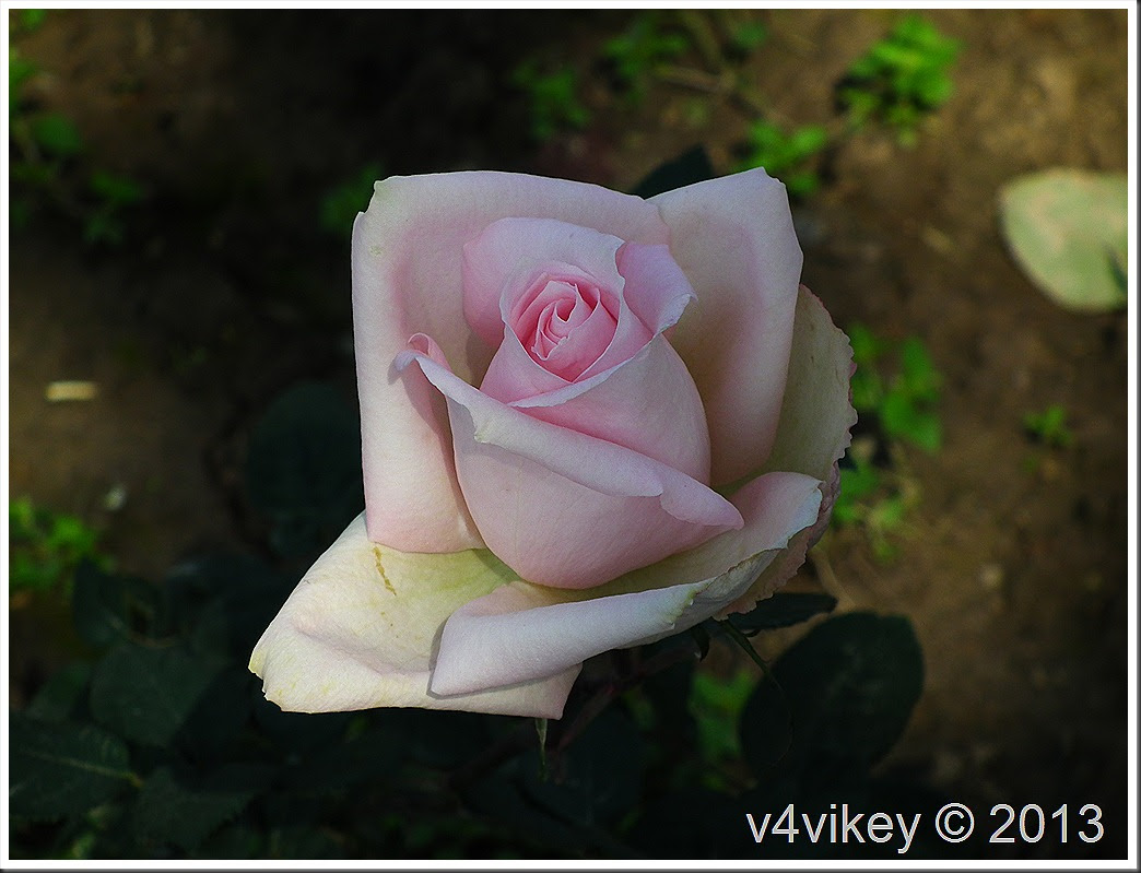 Pink Rose Flower