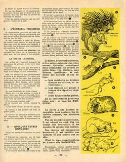 observer sc nat p8