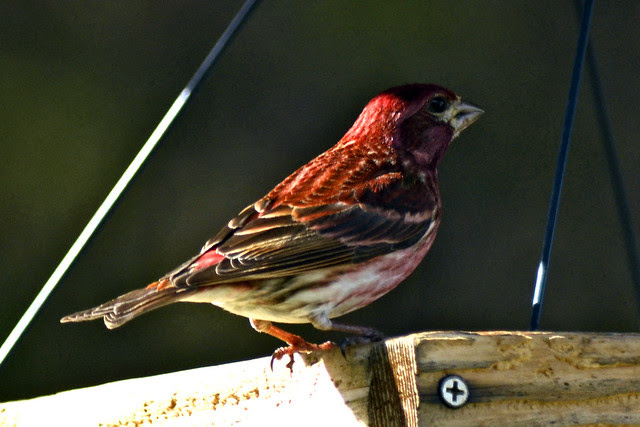springtime house finch