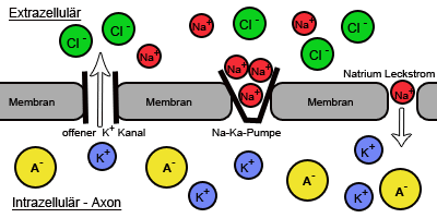 Das Ruhepotential