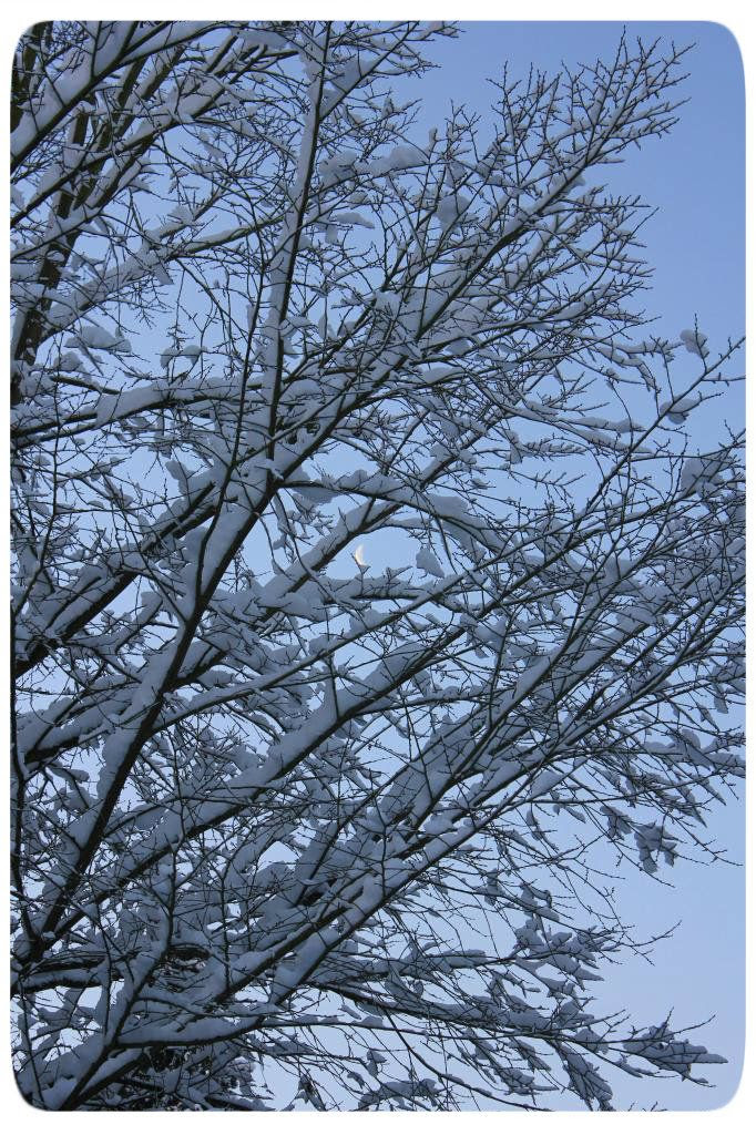 Schnee