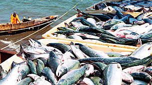 Pesca