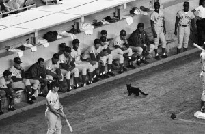 Black cat stopped the Cubs vs. Mets game momentarily in 1969. (Credit: New York Daily News Archive/Getty Images)