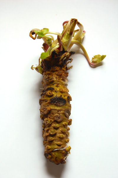 wasabi© by haalo