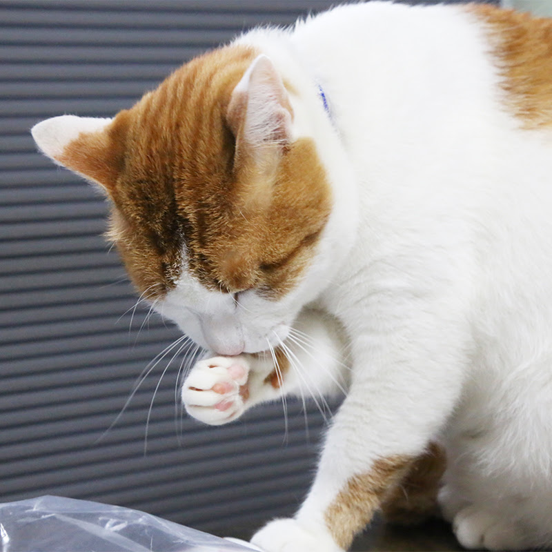 スキンシップは足りてますか ベンガル猫の噛み癖の理由と直すためのしつけについて 猫の総合情報サイト ペットスマイルニュースforネコちゃん