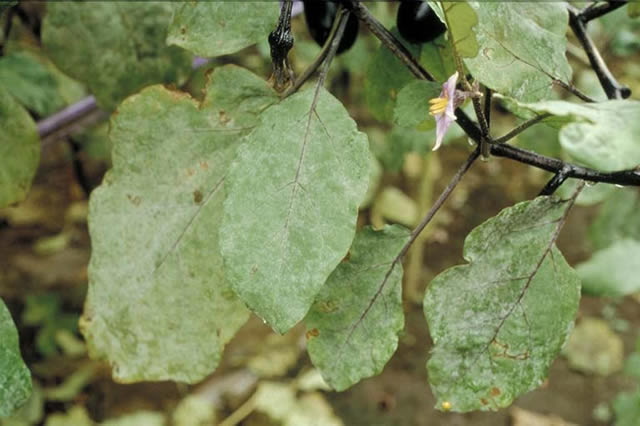 なす 家庭菜園やガーデニングに役立つ家庭園芸用薬剤のご紹介 農薬インデックス やさしい検索サイト